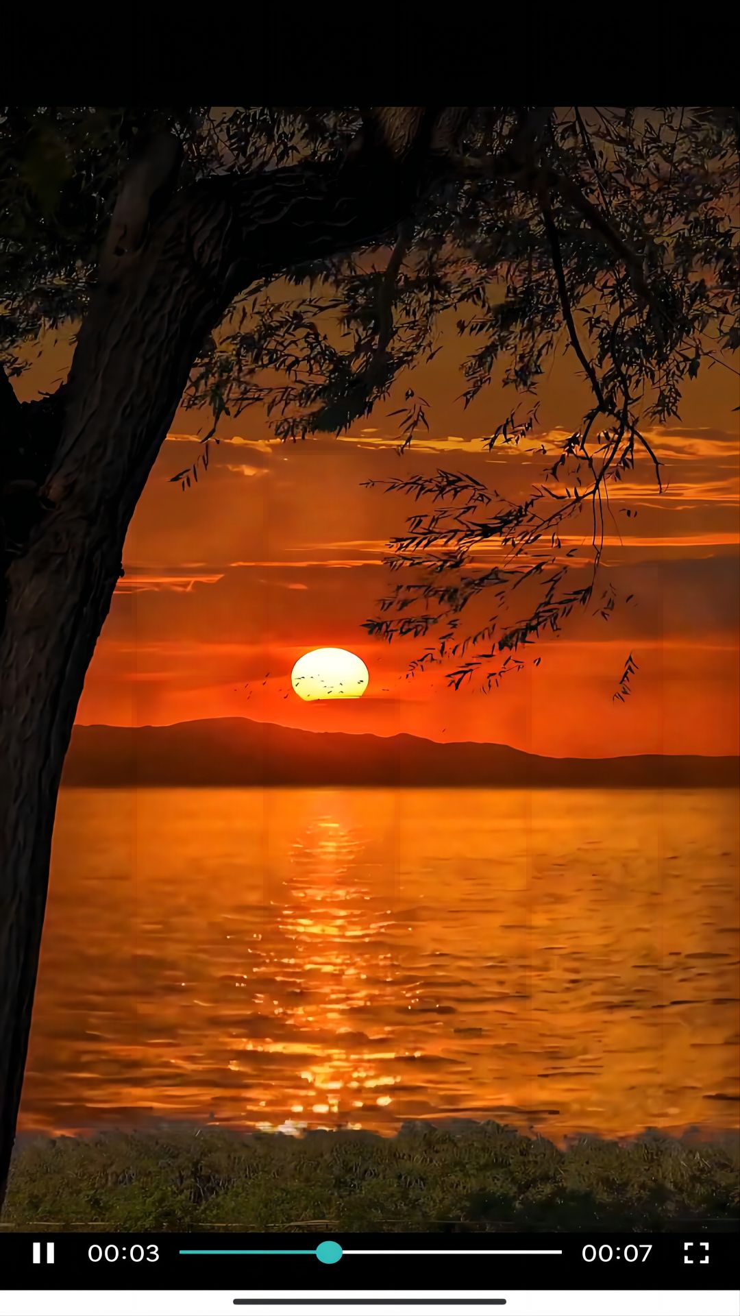 我是美女脚边的狗什么意思截图